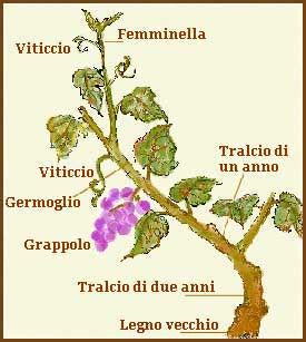 Illustrazione della vite con tralci, simbolo dell'unione con Cristo