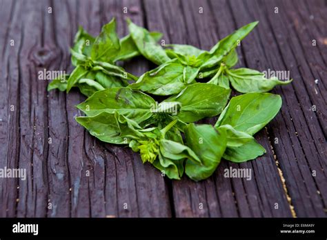Foto ravvicinata di foglie di basilico fresco appena colte