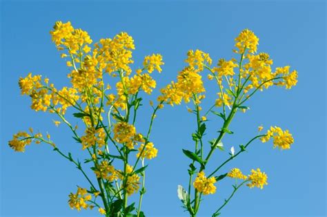 Illustrazione di un chicco di senape e di una pianta di senape adulta.