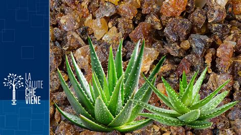 Raffigurazione di vasi contenenti mirra e aloe.