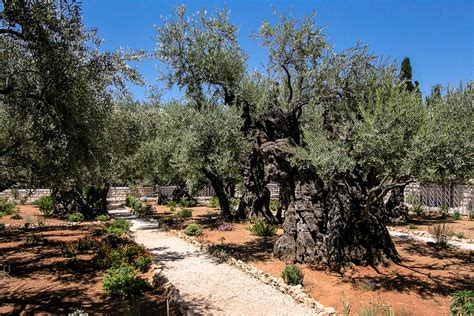 Illustrazione di un giglio bianco, con un'ambientazione che richiama il giardino del Getsemani.