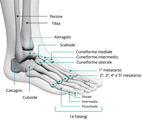 Ricostruzione anatomica o diagramma dei piedi inchiodati dell'Uomo della Sindone