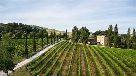 Veduta panoramica dei vigneti della Tenuta Santi Giacomo e Filippo al tramonto