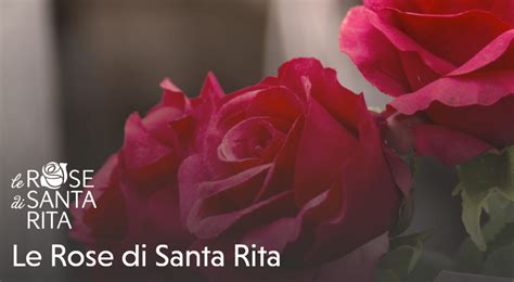 Illustrazione di Santa Rita con le rose in inverno