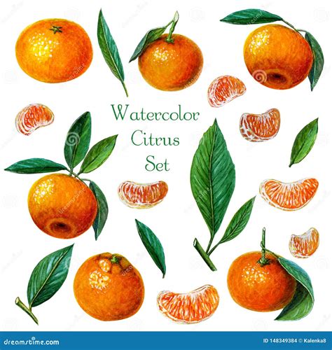 Illustrazione stilizzata di mandarini e foglie di basilico che evocano freschezza e vitalità