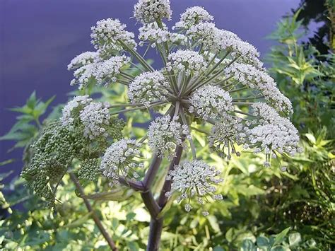 Pianta di Angelica con dettagli delle foglie e del fiore