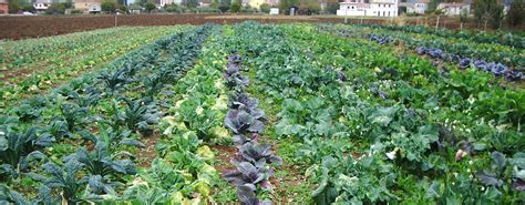 Campo coltivato a prodotti biologici