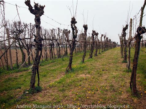 Fotografia di viti maritate a pioppi o alberi