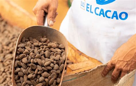 Piantagione di cacao e produttori artigianali in Messico che lavorano in modo sostenibile