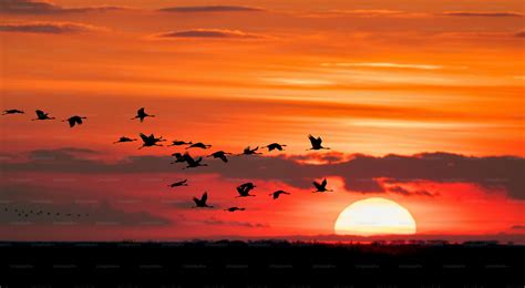 Foto di un paraplano che guida uno stormo di ibis eremita in volo