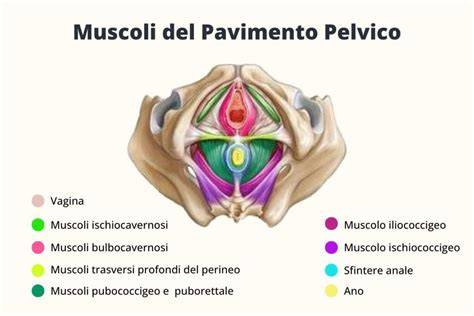 illustrazione dettagliata dei muscoli del pavimento pelvico