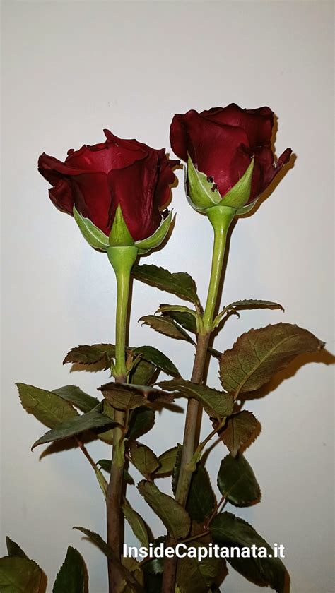 fotografia di una rosa tra la neve, simbolo di Santa Rita