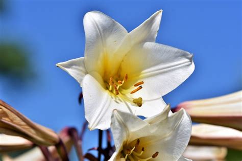 illustrazione del giglio bianco, simbolo di purezza e luminosità
