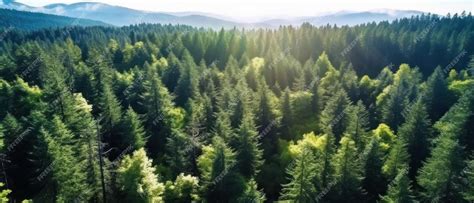 Vista di una foresta rigogliosa vicino a un monastero.