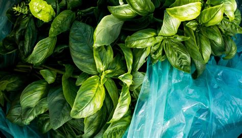 Foglie di basilico fresco lavate e asciugate