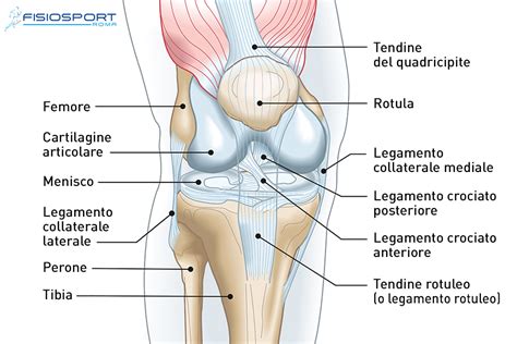 Schema anatomico del ginocchio con evidenziate le principali strutture soggette a patologie