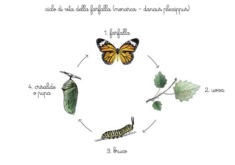 Illustrazione simbolica del ciclo della vita e della natura