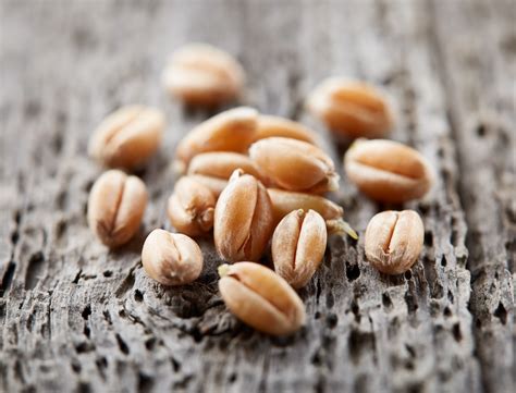 Illustrazione di un chicco di grano che germoglia, simboleggiando la rinascita e il frutto della rinuncia.