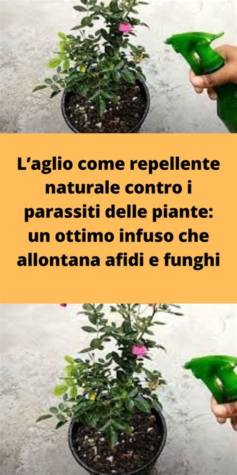 Schema di preparazione di un repellente naturale fai-da-te per l'orto