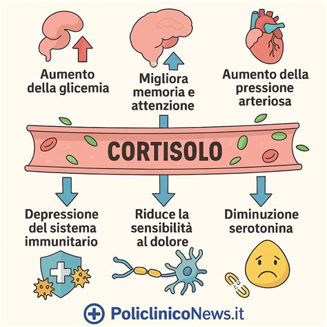 Infografica sui meccanismi ormonali nell'innamoramento: cervello, ghiandole surrenali, adrenalina, cortisolo