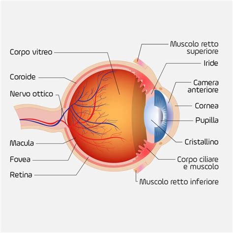 schema dell'occhio con muscolo ciliare