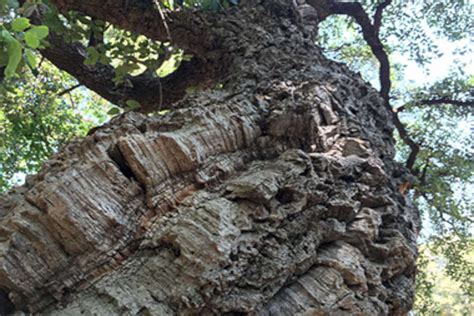 Foto ravvicinata di un esemplare di sughera centenaria nel bosco