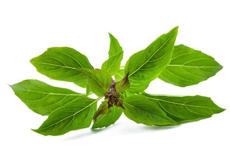 Tavola comparativa tra basilico comune e basilico artico
