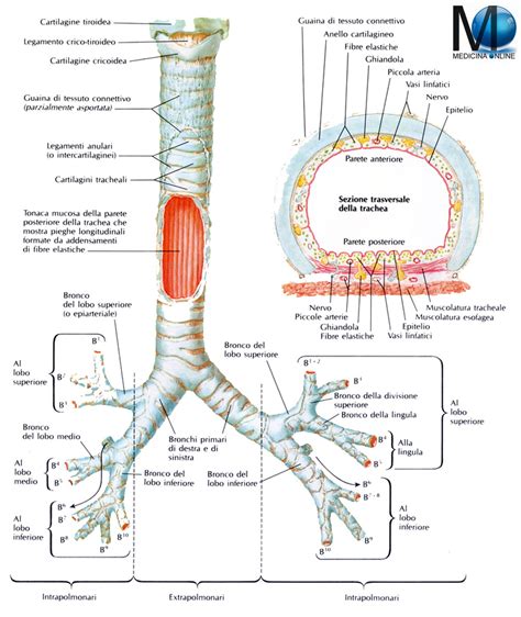 Schema anatomico dell'albero bronchiale che mostra il restringimento dei bronchi durante una crisi asmatica