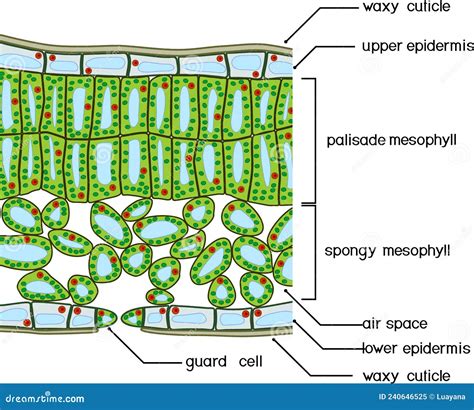 Schema anatomico della foglia di Aloe: sezione che mostra l'epidermide, il sottile strato di lattice e il nucleo centrale di gel parenchimatico.