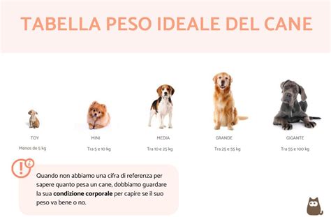 Infografica con i nutrienti essenziali per un cane di taglia medio-grande (proteine, grassi, fibre, minerali)