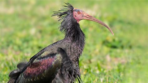foto ravvicinata di un ibis eremita che mostra la testa pelata e il becco ricurvo