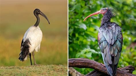 confronto visivo tra ibis eremita e ibis sacro africano