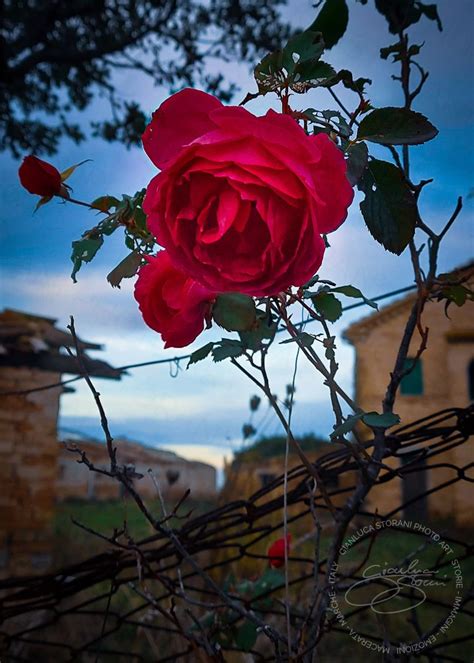 Rosa rossa fiorita in inverno