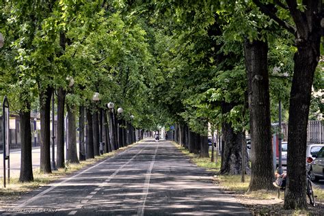 Viale alberato della Via Domini a Medjugorje