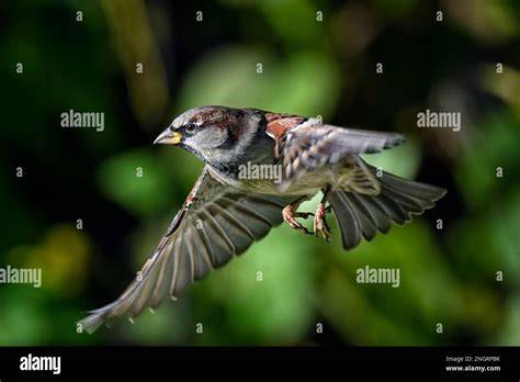 Campo di gigli con un passero in volo, simbolo della provvidenza divina
