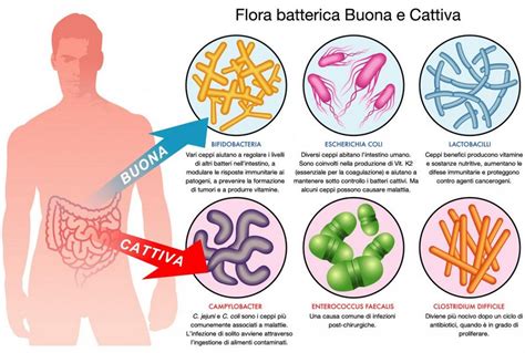 Immagine che illustra la flora batterica intestinale e il legame con la salute generale