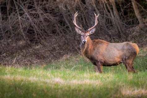 Foto di un cervo nel Parco Nazionale delle Foreste Casentinesi, Monte Falterona e Campigna