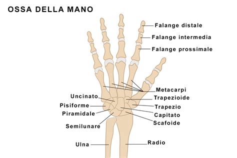 illustrazione della valle delle ossa inaridite che riprendono vita