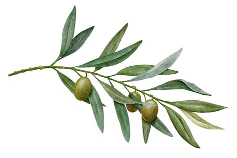 illustrazione simbolica ramoscello d'ulivo benedetto