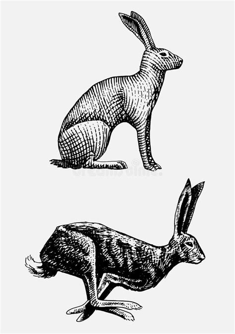 illustrazione di coniglio o lepre, stile antico o simbolico