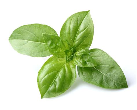 Foto di foglie di basilico fresche e integre
