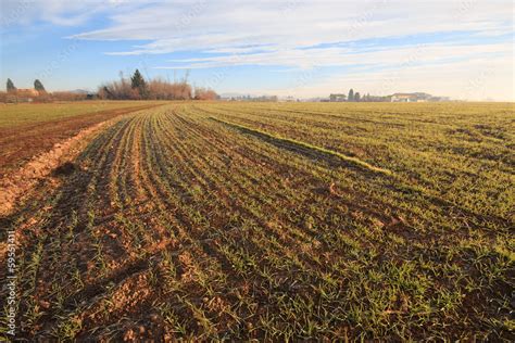 Campo coltivato o prodotti agricoli (sementi, piantine)