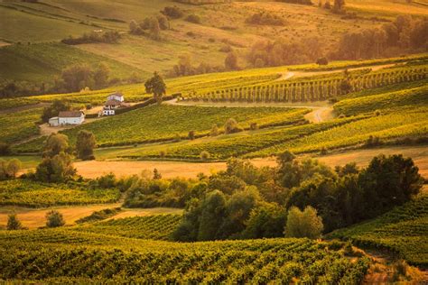 Campo con vigne in Oltrepò Pavese sotto il sole