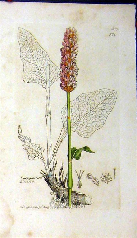 Illustrazione di antiche pratiche erboristiche