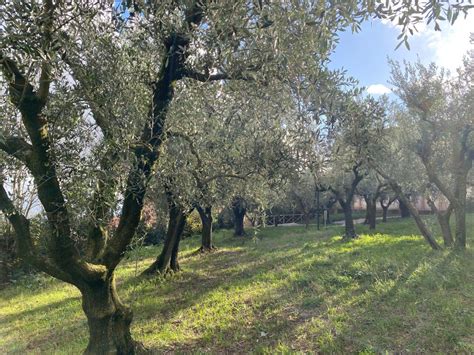 Schema dell'orto degli Ulivi: l'agonia di Gesù, l'arrivo dei soldati e il tradimento di Giuda
