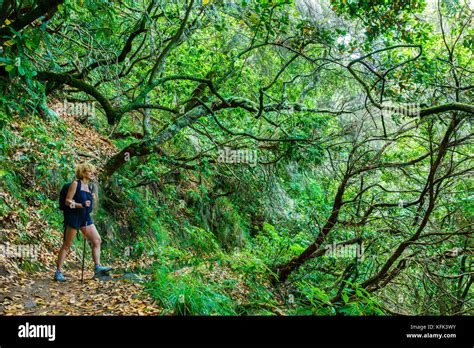 Sentiero immerso nella foresta di laurisilva del Parco Rurale di Anaga