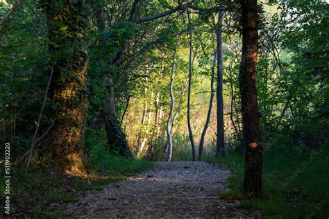 Sentiero in salita tra la vegetazione lussureggiante