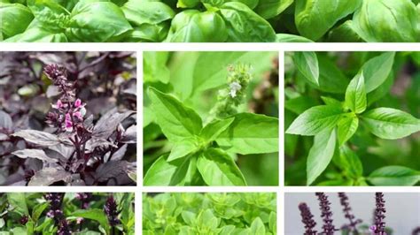 Infografica illustrativa con le diverse varietà di basilico (Genovese, Greco, Thai, Rosso, Limone)