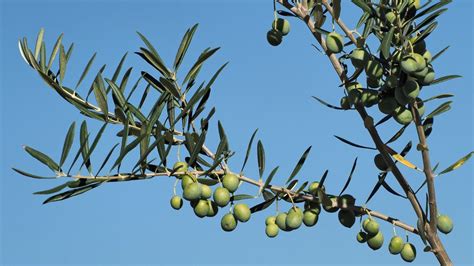 composizione di simboli pasquali: uovo decorato, agnello, ramoscello d'ulivo