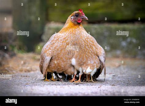 Gallina che raccoglie i pulcini sotto le ali e Gesù piangente su Gerusalemme